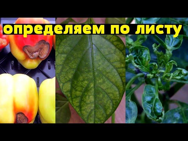 ШПАРГАЛКА! Когда и Чем подкормить ПЕРЕЦ?