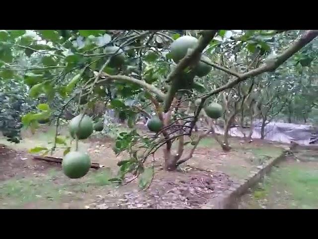Cách Chăm Sóc Bưởi Diễn, Cam Canh mới Trồng Hiệu quả, LÀM SAO SAI QUẢ Hơn: 096.239.2038