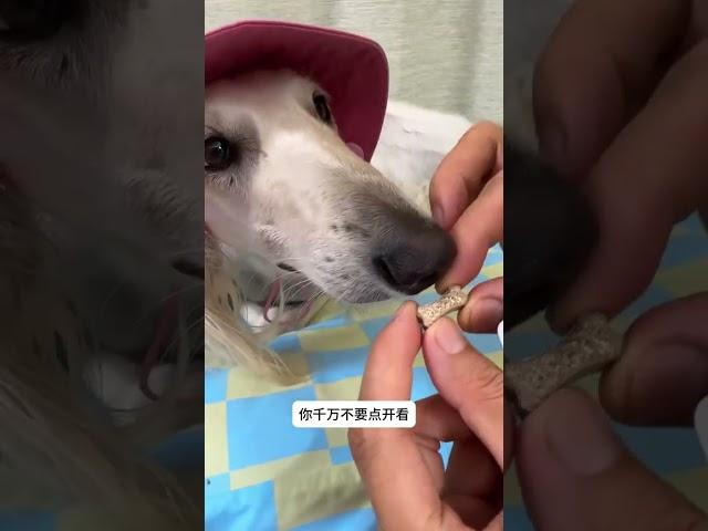 拜宠清羊毛 #陕西细犬