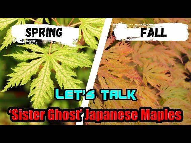 Acer palmatum 'Sister Ghost' | Reticulated Japanese Maples