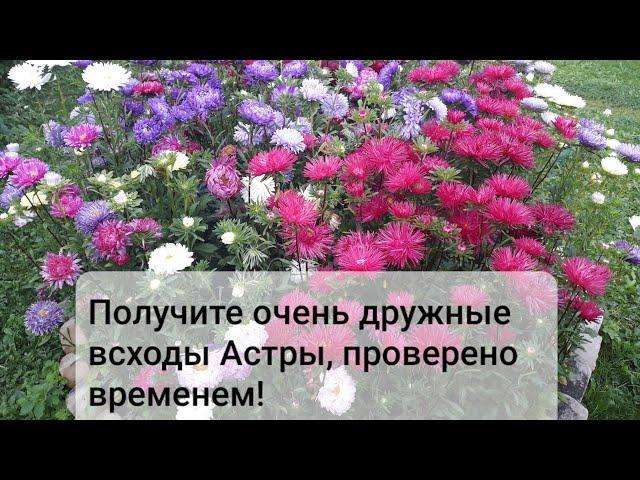 Астра взойдет даже у новичков.  Как правильно посеять астру что бы получить дружные всходы.