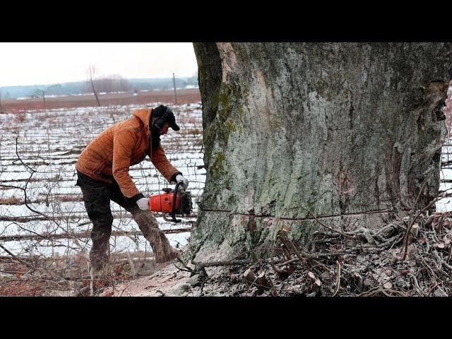 The Epic Fall of a Huge Tree