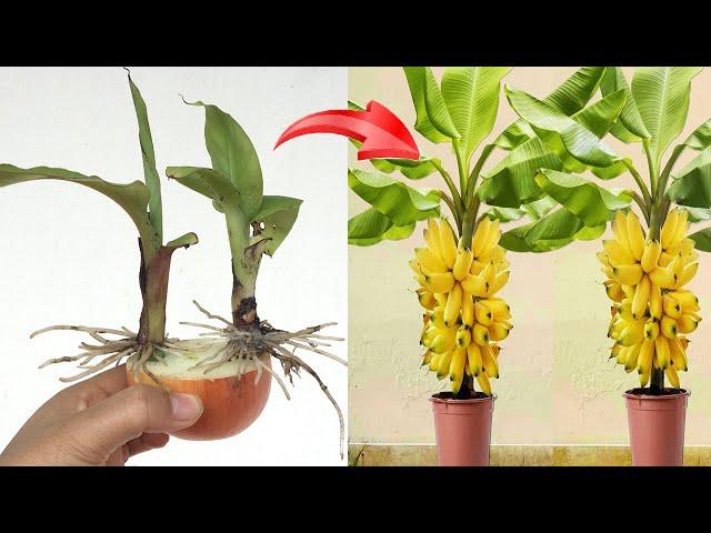 How to propagate banana plants with super onions to stimulate the plant to grow quickly