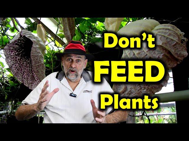 Don't Feed Plants - Learn to fertilize correctly