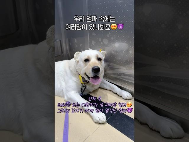개춘기 멍아들과 갱년기 엄마 #retreiver #강아지일상