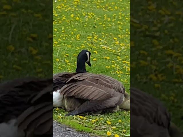 🪿Canada Goose's️Umbrella Wing