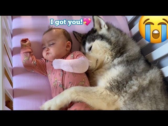 Scared Baby Refuses To Sleep In Her BIG Bed Without Her Husky!!. [CUTEST VIDEO EVER!!]