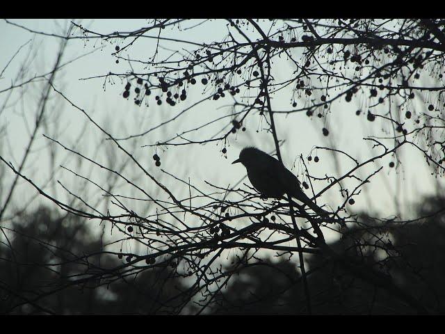 Most beautiful ATMOSPHERIC BLACK METAL 3