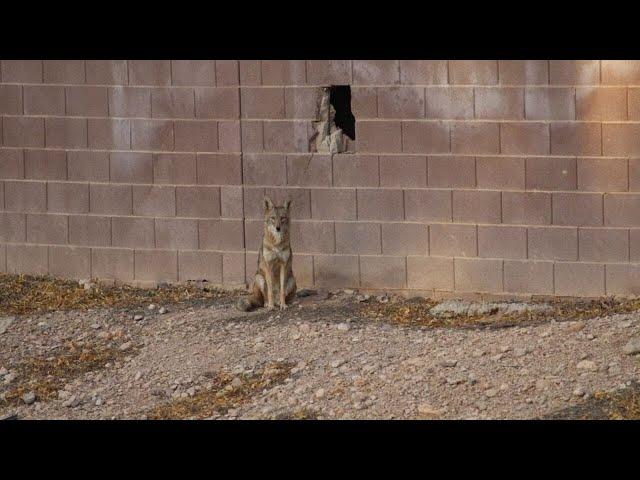 PHOTOS: Coyotes make a den in a wall, turn neighborhood into their territory