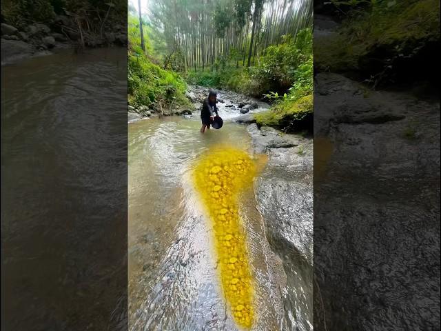 How lucky this man is he found gold in the forest river #discoveringgold #findinggold #goldfields