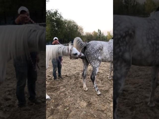 Best Wild Horses Mare Compilation of some Wild Horse Fights Video 145