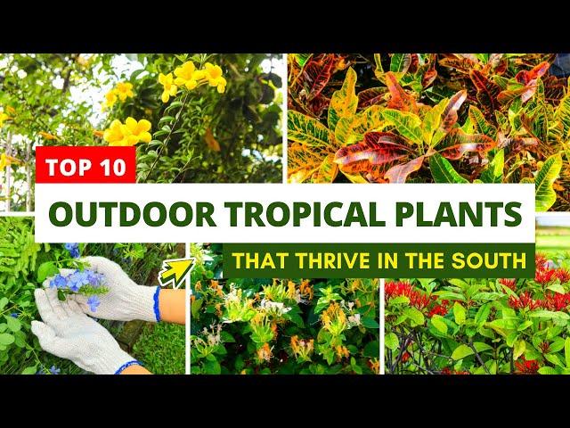 Top 10 Outdoor Tropical Plants That Thrive in the South 