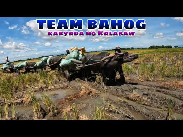 Team bahog karyada ng Kalabaw