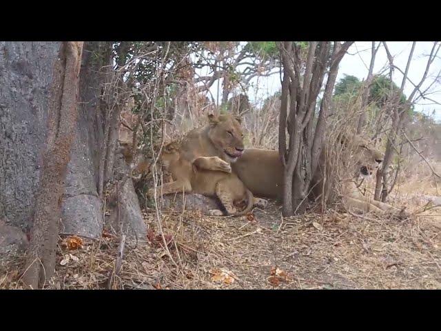 VIDEO: HIFADHI SADANI KUONGEZWA WANYAMA, DC BAGAMOYO AFUNGUKA HAYA