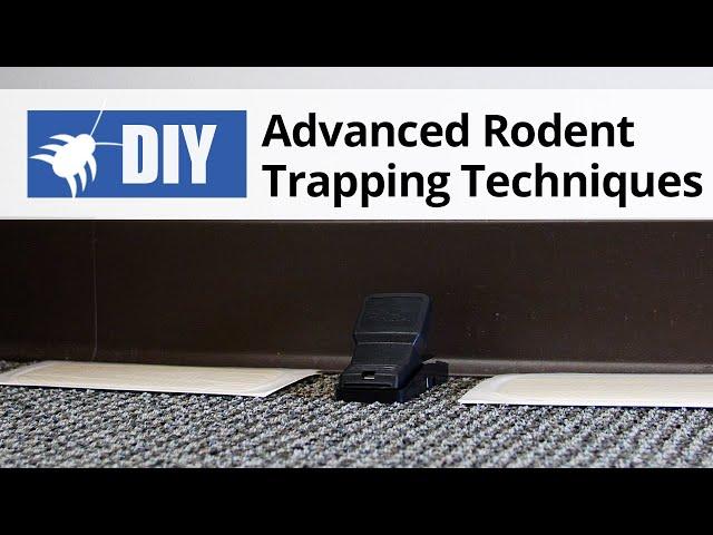 Advanced Rodent Trapping Techniques Techniques | Rodent Control Tips