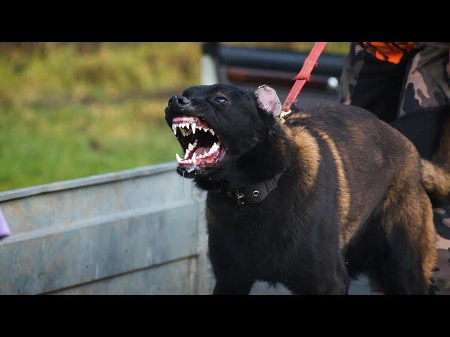 Malinois puppy. Dangerous "experiment", unexpected attack.