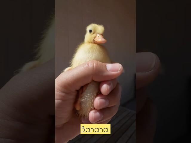 Chicken banana Duck version️