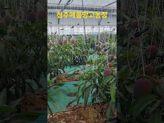 #청주망고#망고빙수#선물용#충북애플망고
