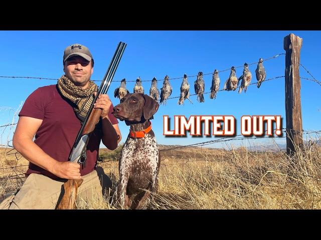 Hunting wild California QUAIL to train my bird dog