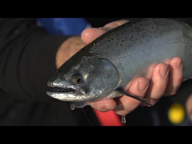 IFISHTV Lake Bullen Merri Chinook Salmon