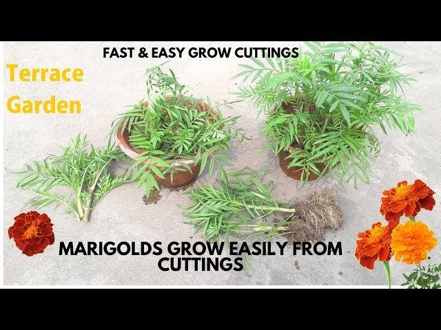 Marigolds grow easily from cuttings.// गेंदा को कटिंग से लगाए। Grow Marigold  in- Terrace Garden.