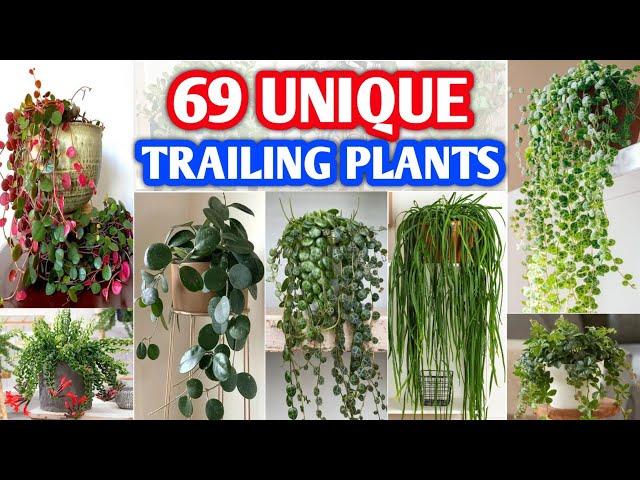 69 Unique Indoor Trailing Plants | Rare and Unique and Trailing Plants | Plant and Planting