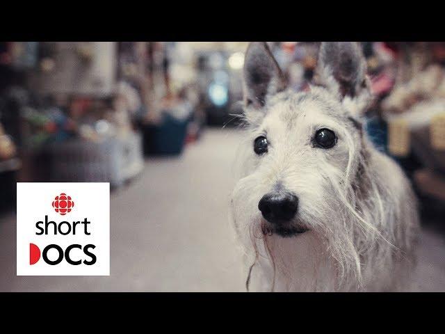 A celebration of old dogs, from the people who love them most | In Dog Years