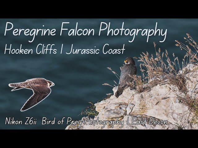 Finding The Peregrine Falcon on the Jurassic Coast  | Bird of Prey Photography | East Devon