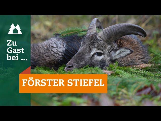 Drückjagd | Muffelwild | Zu Gast bei … Förster Stiefel | Mufflon | Sauen | Bewegungsjagd | Thüringen