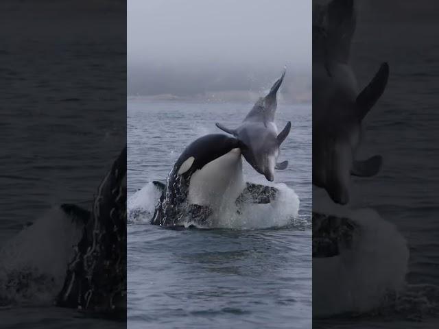 Nobody escapes an Orca!