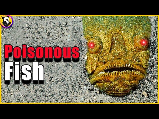 Top 10: Most Poisonous Fish In The World !!