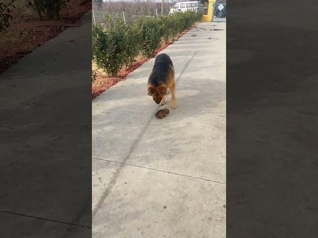 Dog Meets cute Puppy  #dog #doglife