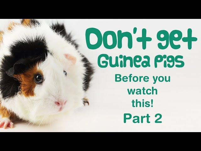 10 More Things You NEED TO KNOW Before GETTING GUINEA PIGS | BEGINNERS GUIDE | Guinea Pig Care