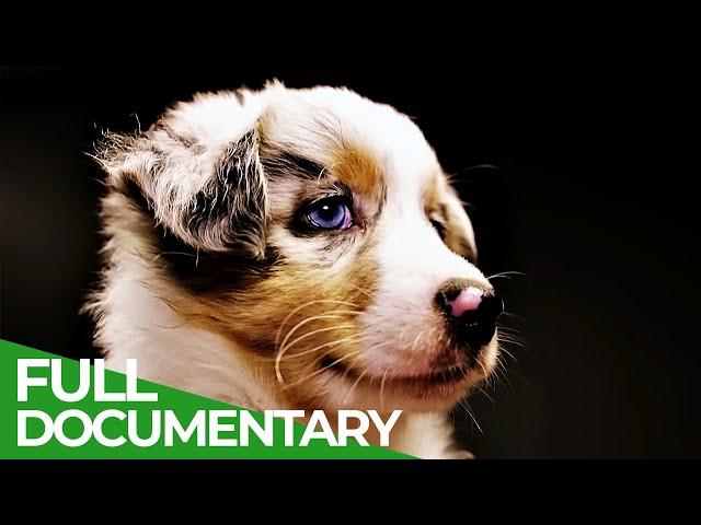 How Dogs Became Man's Best Friend | Free Documentary Nature