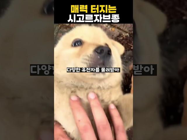 매력터지는 시고르 자브종