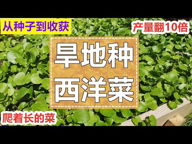 看看【西洋菜/豆瓣菜】的真面目！ 从种子旱地种植到采收, 简单无虫害, 超级鲜嫩, 多年生, 比扦插多收10倍！Planting watercress from seeds to harvest