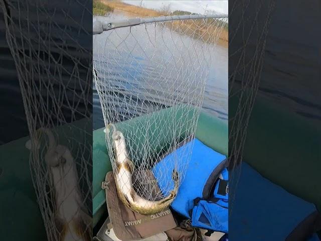 Щука 4 килограмма на крупную Аваруну #рыбалка2023 #рыбалка2024 #fishing