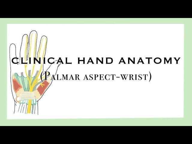 Clinical Hand Anatomy I FOOSH Injury, Carpal Tunnel Syndrome & Guyon's Canal Syndrome
