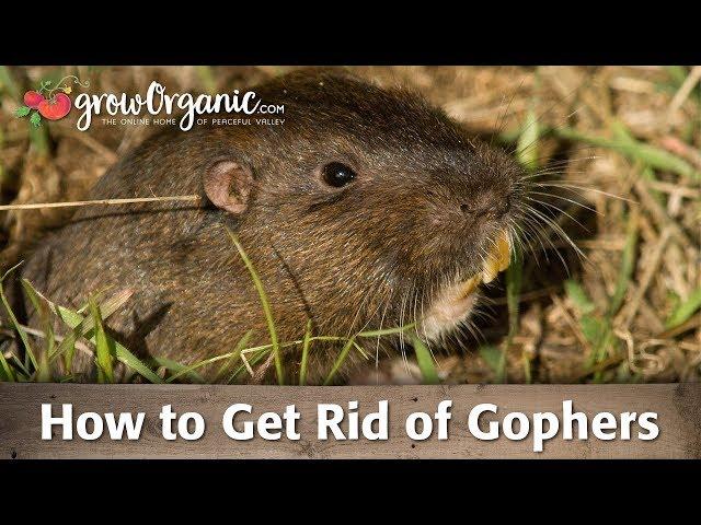 How to Get Rid of Gophers