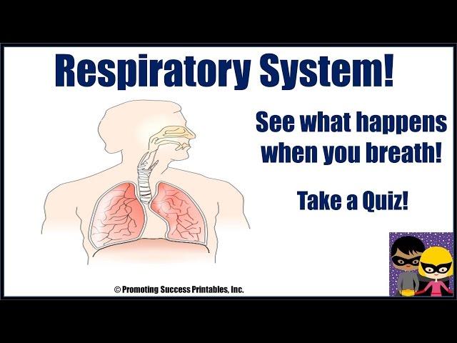 Respiratory System Human Body Science Video for Middle School Respiration