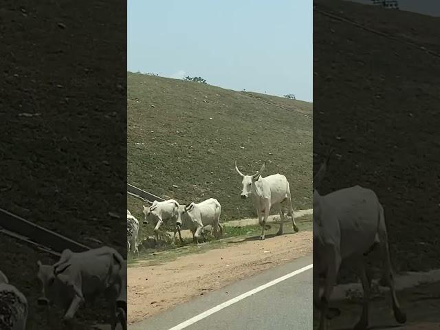 Cattle in the city #adventure #explore #bigwillz #travel #abuja #traveladventure