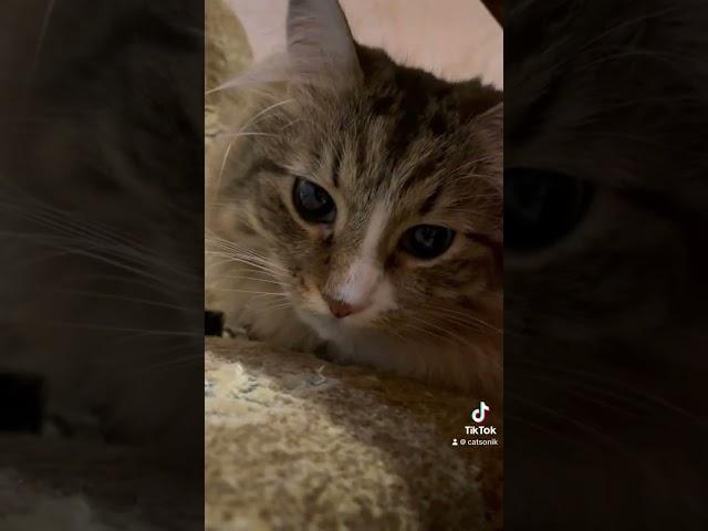 Я знаю де ти була #catsofyoutube #catsworld #cats #scottishfold #мейн #cat #скотишфолд #