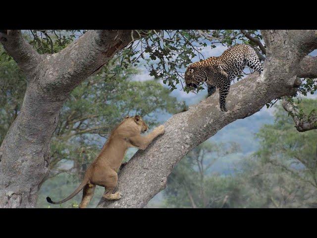 лев гоняется за леопаel león persigue al leopardo trepando por el árbolрдом по дереву