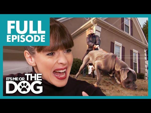 Can These Three Mighty Mastiffs be Tamed? | Full Episode | It's Me or The Dog