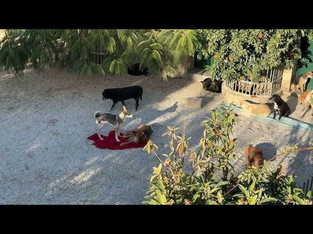 Happy and Frida are Playing Together!  - Takis Shelter