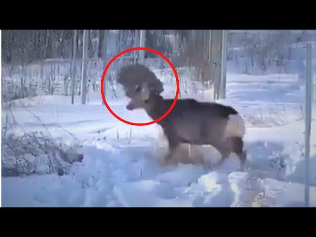 LYNX ATTACKS and KILLS DEER!!!