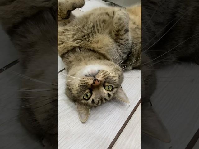 Будь в плюсе #cat #shortvideo #прикольныекоты #youtube #юмор