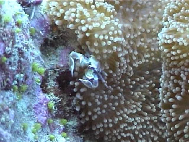 Camouflage and Concealment on the Reef