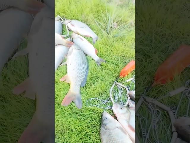 сазаны и язи на нуре.#рыбалка #fishing#нура#сазан#язь