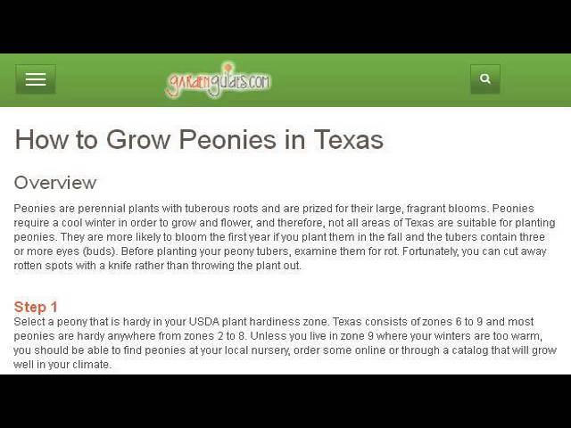 Where To Plant Peony In Texas